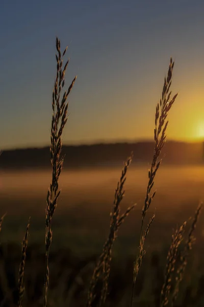 Blade Grass Backdrop Falling Fog Sunrise Poland — Zdjęcie stockowe