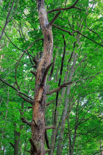 A withered tree trunk against the background of a green forest in Poland