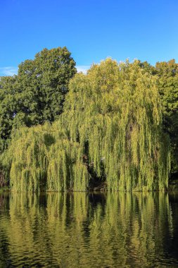 Polonya 'da gölün yüzeyine yansıyan yeşil ağaçlar