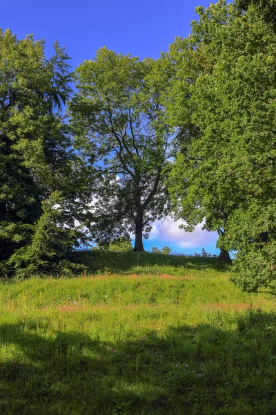 Tepe, Polonya 'da tepesinde bir ağaç olan çimlerle kaplıdır.