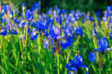 Polonya 'da mavi irislerle dolu bir alan