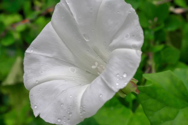 White Flower Covered Dew Drops Green Blurry Background Poland — Φωτογραφία Αρχείου