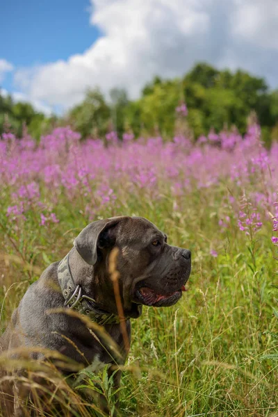 Polonya 'da bir çayırda oturan bir corso köpeği.