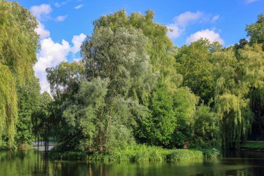Trees reflecting in the lake's surface in Koszalin, Poland