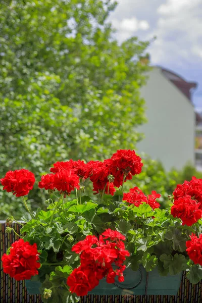 Red geraniums growing in a pot on the balcony in Poland