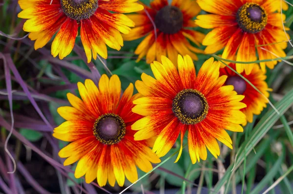 Six yellow-red flowers on a blurred background in Poland