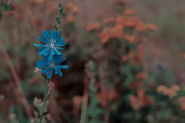 Flower Blue Petals Blurred Background Meadow Poland — 스톡 사진