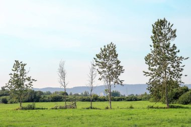 Trees growing in a green meadow in Poland
