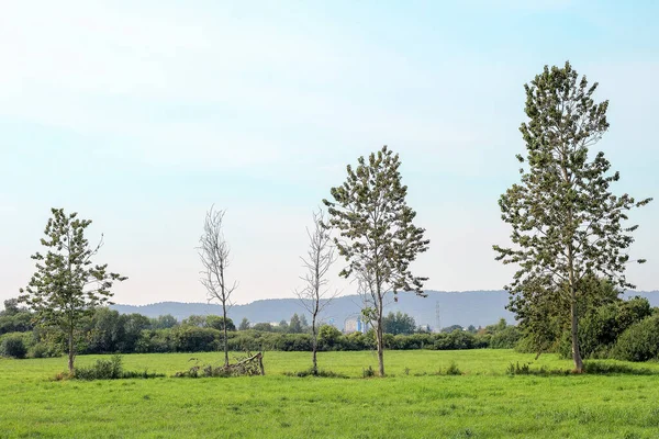Trees growing in a green meadow in Poland