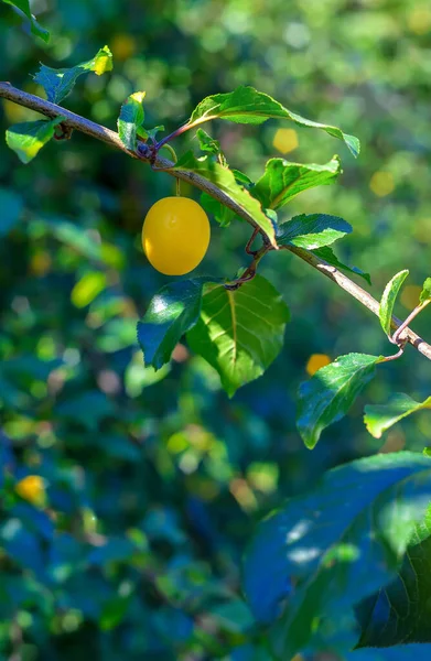 Yellow plum hanging on a green branch in Poland