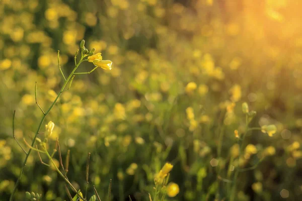 Polonya 'da doğan güneş ışınlarıyla aydınlatılan bir çayırın arka planında sarı çiçekler