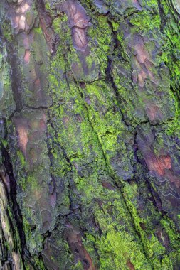 Polonya 'da ormandaki ağaç kabuğu yeşil yosun ile kaplıydı.