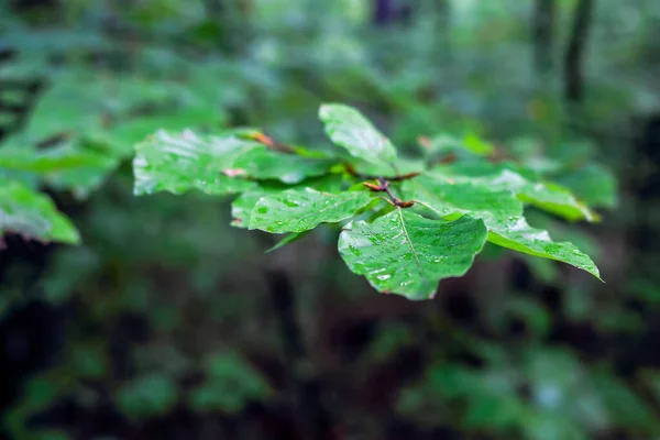 Regndroppar Gröna Bladen Skogen — Stockfoto