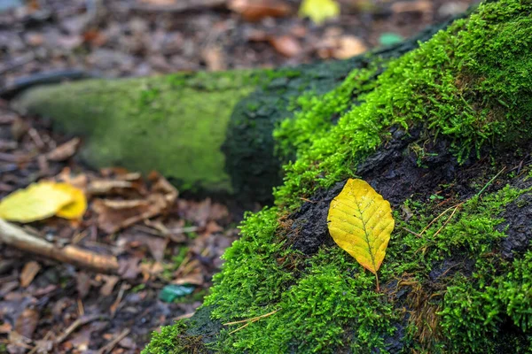 Ein Gelbes Blatt Auf Einem Mit Moos Bedeckten Baumstumpf Polen — Stockfoto