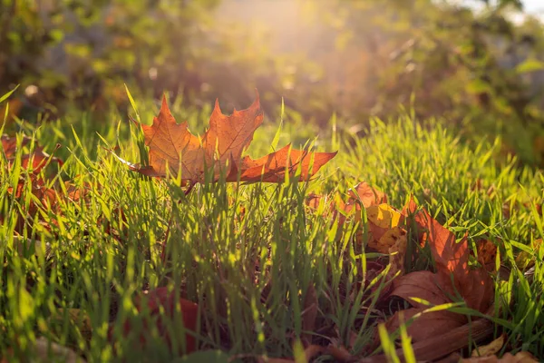 Polonya 'da sabah çimlerin üzerinde portakal rengi bir akçaağaç yaprağı yatıyor.