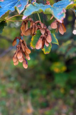 Polonya 'nın dokulu arka planında sonbahar yaprakları ve akçaağaç tohumları