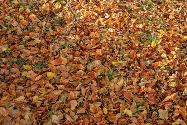 Gräset Täckt Med Höstapelsinblad Polen — Stockfoto