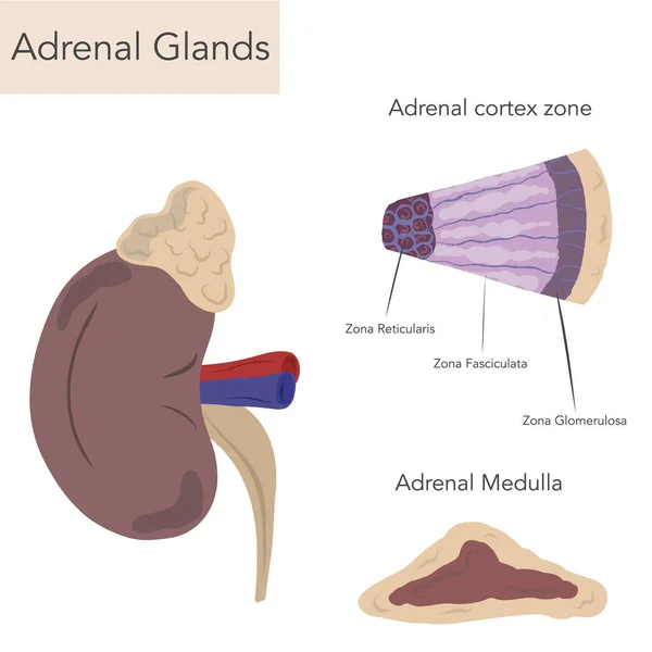 Anatomia Glândula Adrenal Rim —  Vetores de Stock