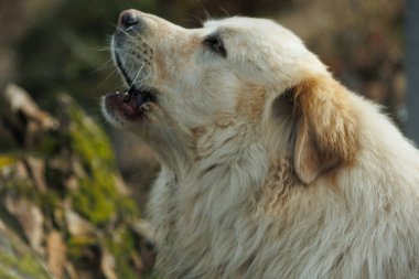 köpek golden retriever portresi