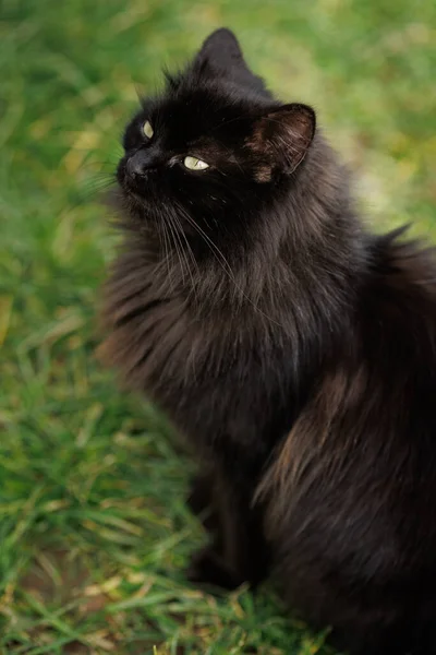 Schwarzes Katzenporträt Das Nach Oben Schaut — Stockfoto