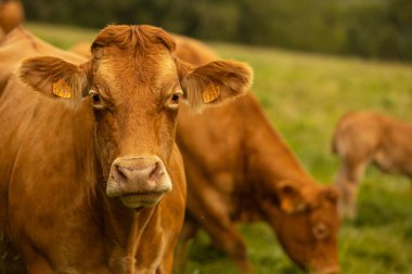 Yeşil çayır tarlalarında inekler