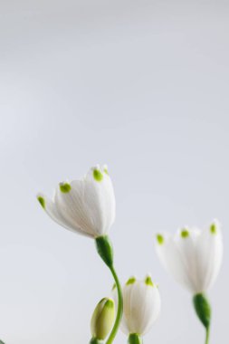 Güzel, beyaz bahar çiçekleri. Arka planda bulanıklık var.