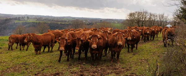 Vacas Marrones Ganado Pastizales Verdes — Foto de Stock