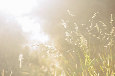 Güneş ışığında kurumuş yabani otlar. Yüzeyin sığ derinlikleri. Yaz Atmosferinin Sonu