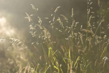 Güneş ışığında kurumuş yabani otlar. Yüzeyin sığ derinlikleri. Yaz Atmosferinin Sonu