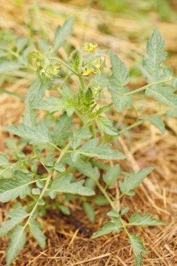 Permakültür bahçesinde samanla domates filizleri