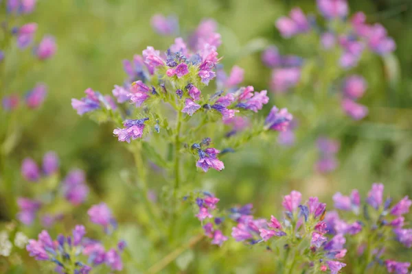 Beautiful Pink Purple Flowers Closeup — Stock Photo, Image