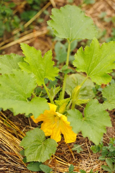 Kiemgroenten Van Tomaten Permacultuur Tuin Met Stro — Stockfoto