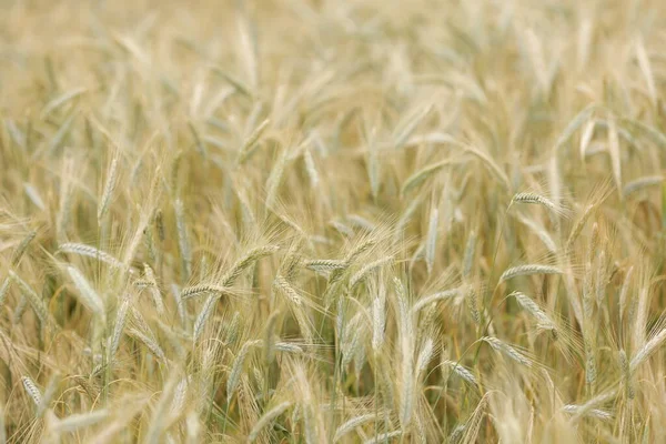 Goldenes Weizenfeld Nahaufnahme Sonniger Tag — Stockfoto