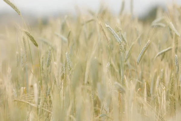 Maduro Dourado Trigo Campo Closeup — Fotografia de Stock