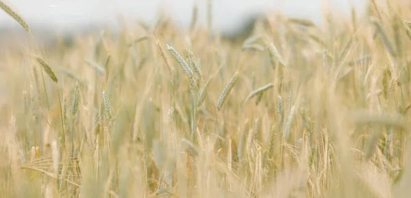 Spikes Ripe Rye Sun Close Soft Focus Ears Golden Wheat — Stock Photo, Image