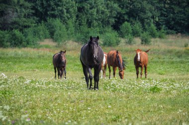 Atlar yeşil bir çayırda özgürce, yaz, güneş.