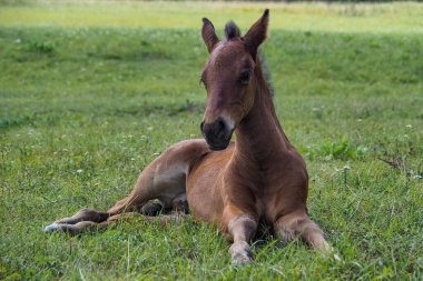 Genç at yeşil bir çayırda özgür, yaz, güneş.