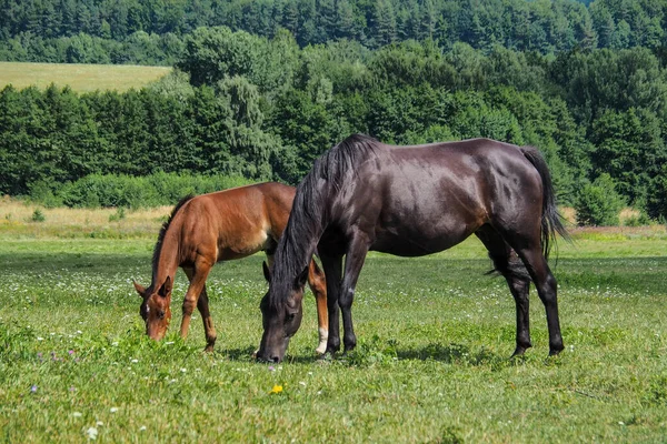 Atlar yeşil bir çayırda özgürce, yaz, güneş.