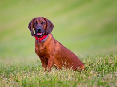Yeşil çayırdaki Bavyera tazısı portresi.