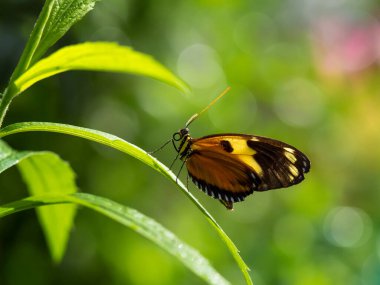 Yeşil arka planda güzel bir kelebek.