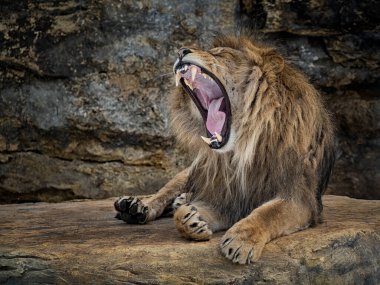 Karanlık bir arka planda Panthera Leo adında bir kayanın üzerinde yatan güzel bir aslanın portresi..