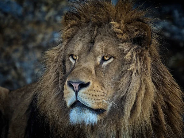 一只美丽的狮子躺在岩石上的深色背景上的画像 黑豹狮子座 — 图库照片