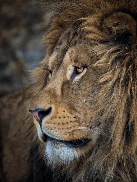 一只美丽的狮子躺在岩石上的深色背景上的画像 黑豹狮子座 — 图库照片