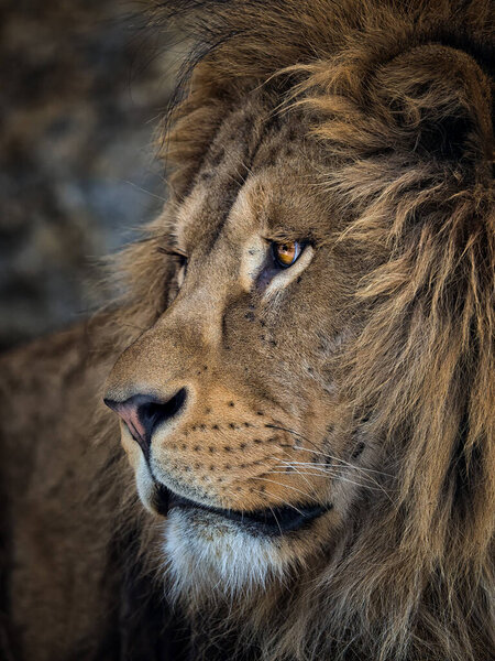 Portrait of a beautiful lion on a dark background lying on a rock,Panthera leo.