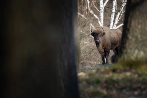 美しい森の中のヨーロッパの水牛 — ストック写真