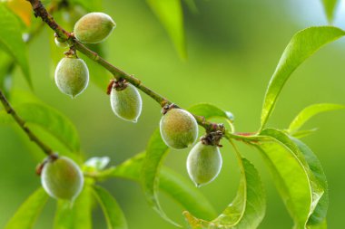 yeşil bahçe ilkbahar meyveleri sebzeler.