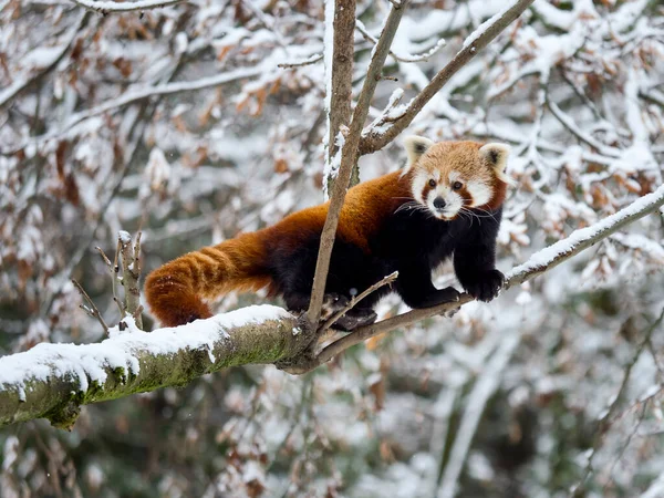 Panda Rojo Árbol Bosque Invierno —  Fotos de Stock