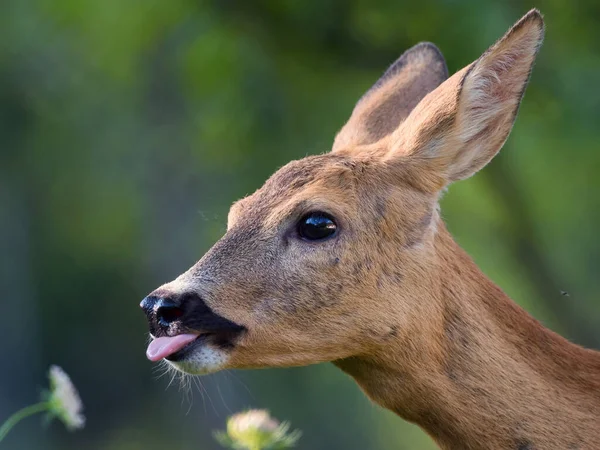 緑の背景に豪華な若い鹿の肖像画 — ストック写真