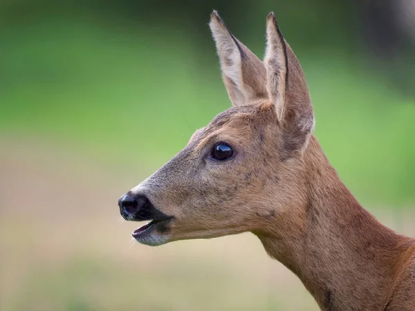 緑の背景に豪華な若い鹿の肖像画 — ストック写真