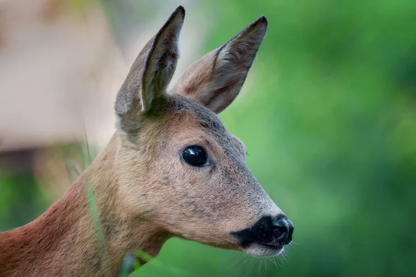 Portrait Magnifique Jeune Cerf Sur Fond Vert — Photo